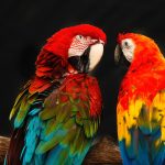 papegaaien de kleurrijke