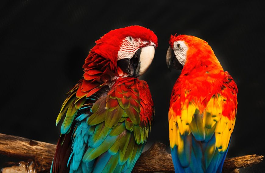 papegaaien de kleurrijke